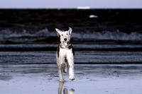 IR Beach Dogs